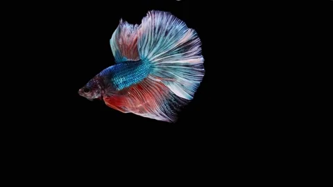 Siamese fighting fish (Betta splendens) Stock Footage 152272341