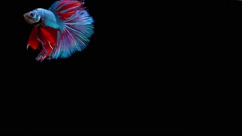 Siamese fighting fish (Betta splendens) Stock Footage 152272372