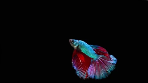 Siamese fighting fish (Betta splendens) Stock Footage 152272398