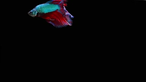 Siamese fighting fish (Betta splendens) Stock Footage 152272424