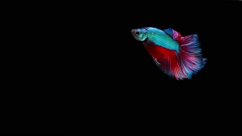 Siamese fighting fish (Betta splendens) Stock Footage 152272497