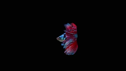 Siamese fighting fish (Betta splendens) Stock Footage 152272548