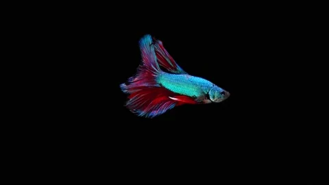 Siamese fighting fish (Betta splendens) Stock Footage 152272573