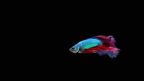 Siamese fighting fish (Betta splendens) Stock Footage 152272589