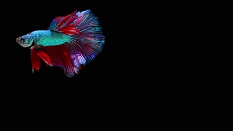Siamese fighting fish (Betta splendens) Vidéo 152272620
