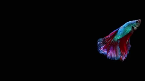 Siamese fighting fish (Betta splendens) Stock Footage 152272652