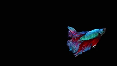 Siamese fighting fish (Betta splendens) Stock Footage 152272706