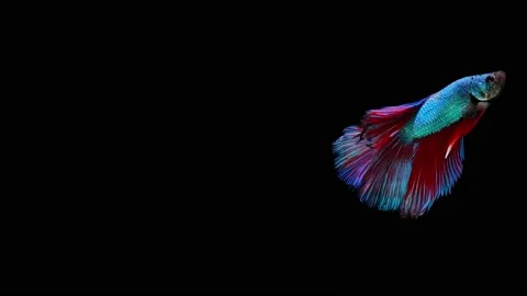 Siamese fighting fish (Betta splendens) Stock Footage 152272751