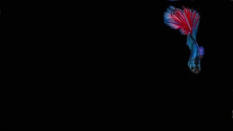 Siamese fighting fish (Betta splendens) Stock Footage 152272804