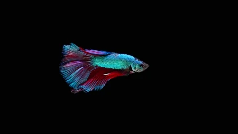 Siamese fighting fish (Betta splendens) Stock Footage 152272831