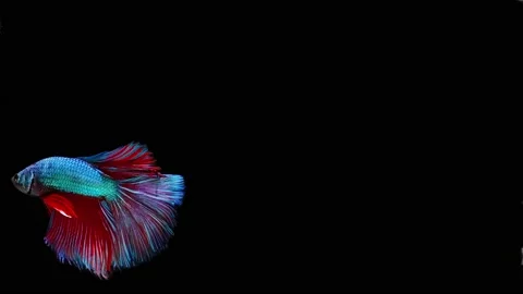 Siamese fighting fish (Betta splendens) Stock Footage 152272834