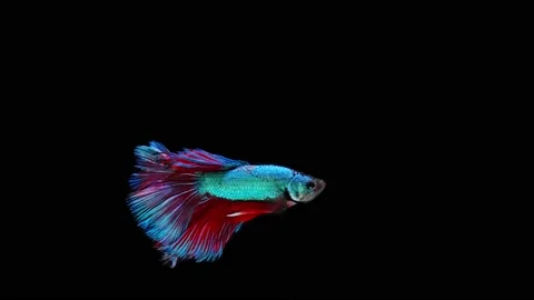 Siamese fighting fish (Betta splendens) Stock Footage 152272883