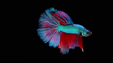 Siamese fighting fish (Betta splendens) Stock Footage 152272921