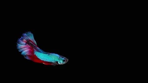 Siamese fighting fish (Betta splendens) Stock Footage 152272946