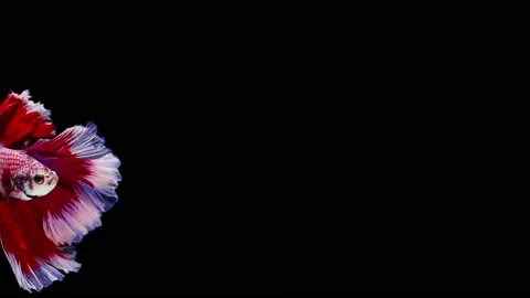 Siamese fighting fish (Betta splendens) Stock Footage 152272980