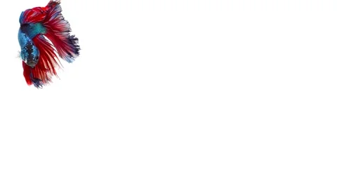 Siamese fighting fish (Betta splendens) Stock Footage 152272991