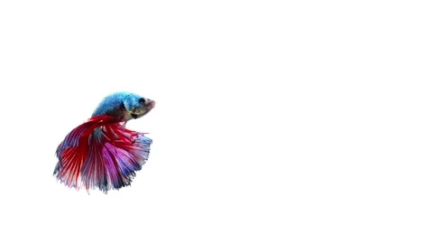 Siamese fighting fish (Betta splendens) Stock Footage 152273029