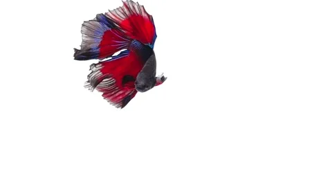 Siamese fighting fish (Betta splendens) Stock Footage 152273276