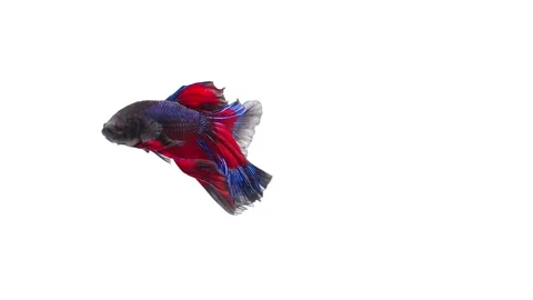 Siamese fighting fish (Betta splendens) Stock Footage 152273724