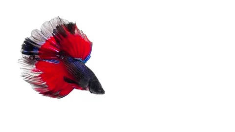 Siamese fighting fish (Betta splendens) Stock Footage 152274703