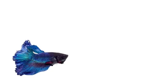 Siamese fighting fish (Betta splendens) Stock Footage 152281388