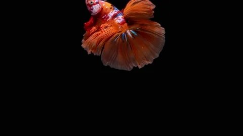 Siamese fighting fish (Betta splendens) Stock Footage 153778893