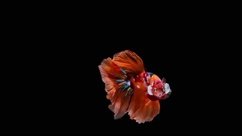 Siamese fighting fish (Betta splendens) Stock Footage 153778916