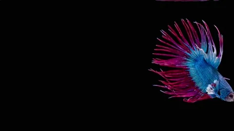 Siamese fighting fish (Betta splendens) Stock Footage 153779312