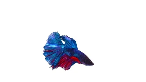 Siamese fighting fish (Betta splendens) Stock Footage 157492956