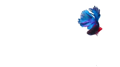 Siamese fighting fish (Betta splendens) Stock Footage 157493025