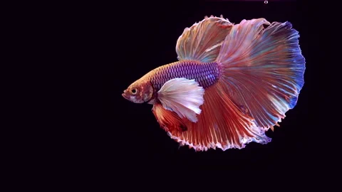 Siamese Fighting Fish Betta Splendens Stock Footage 247460403
