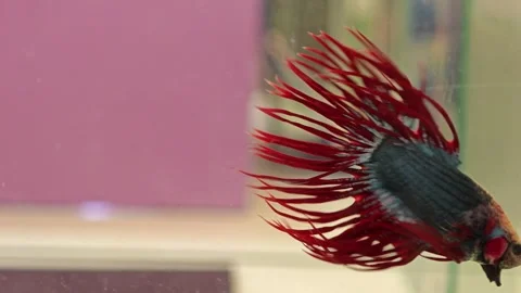 Siamese fighting fish. Betta splendens. Stock Footage 304648139