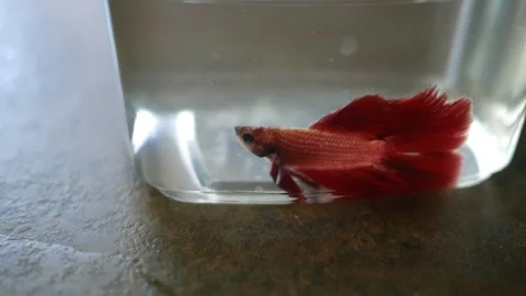 Siamese Fighting Fish - Betta Splendens from Pet Store 2 Stock Footage 308893653