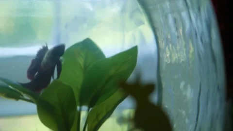 Siamese Fighting Fish - Betta Splendens in Fish Bowl 4 Stock Footage 308893681