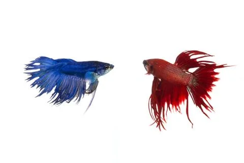 Siamese fighting fish (betta splendens), isolated on white background Stock Photos