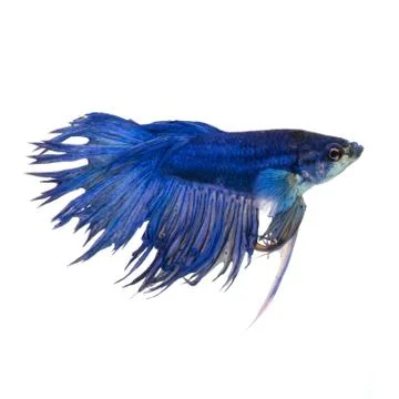 Siamese fighting fish (betta splendens), isolated on white background Stock Photos