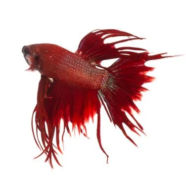Siamese fighting fish (betta splendens), isolated on white background Stock Photos