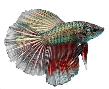 Siamese fighting fish. betta splendens Stock Photos