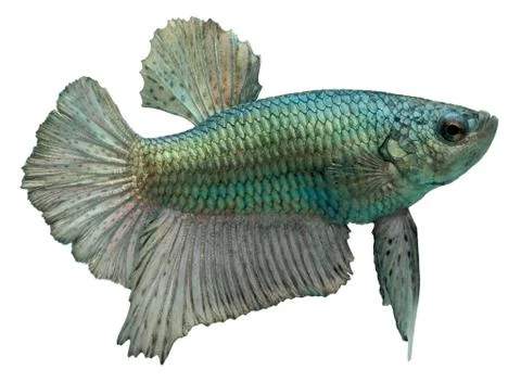Siamese fighting fish. betta splendens Foto stock