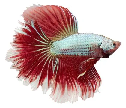 Siamese fighting fish. betta splendens Foto stock