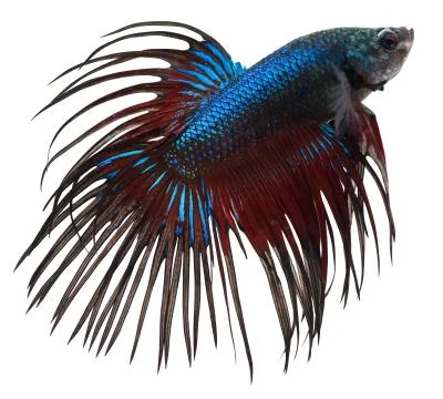 Siamese fighting fish. betta splendens Stock Photos