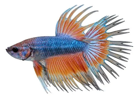 Siamese fighting fish. betta splendens Stock Photos
