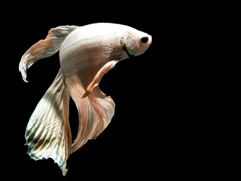 Siamese fighting fish , betta splendens with on black background Stock Photos