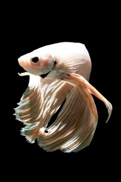 Siamese fighting fish , betta splendens with on black background Stock Photos