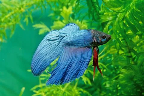 The Siamese fighting fish (Betta splendens), also known as the betta, is a fr Stock Photos