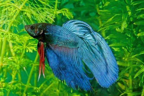 The Siamese fighting fish (Betta splendens), also known as the betta, is a fr Stock Photos