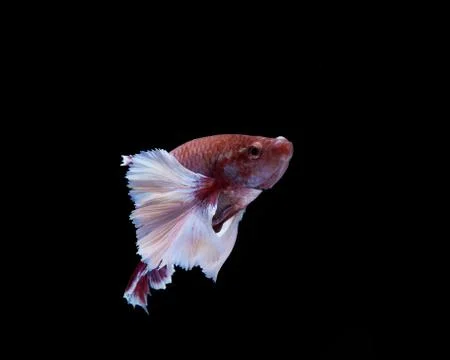 Siamese fighting fish on black background Stock Photos