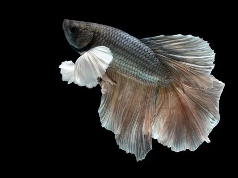 Siamese fighting fish on black background. Stock Photos