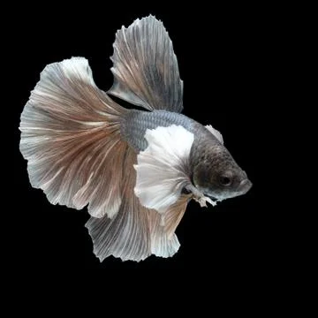 Siamese fighting fish on black background. Stock Photos