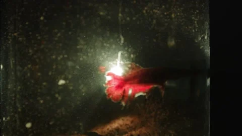 Siamese Fighting Fish Darts Through Light Stock Footage 148901152